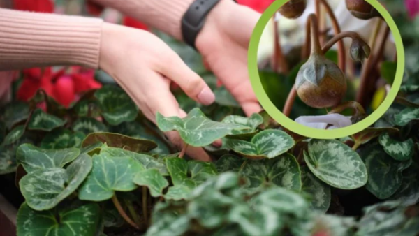 Cyclamen: você já notou as bolinhas brancas no vaso? Vou explicar o que são e o que fazer!