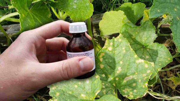 DESPEJE ESTE INGREDIENTE SOBRE OS PEPINOS, ELE OS PROTEGE E OS FAZ CRESCER DUAS VEZES MAIS