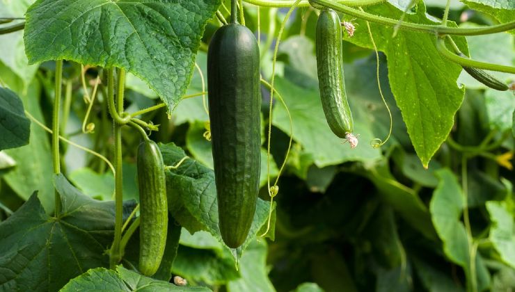 Ingrediente natural de pepino