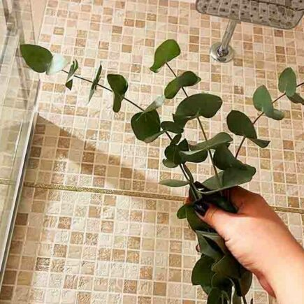 Definitivamente você precisa conhecer essa dica à base de eucalipto para garantir um banho relaxante