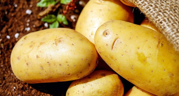 batata na planta batata na planta