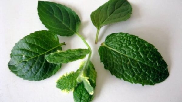 Deixe 5 folhas de hortelã na janela antes de ir para a cama – aqui está o porquê