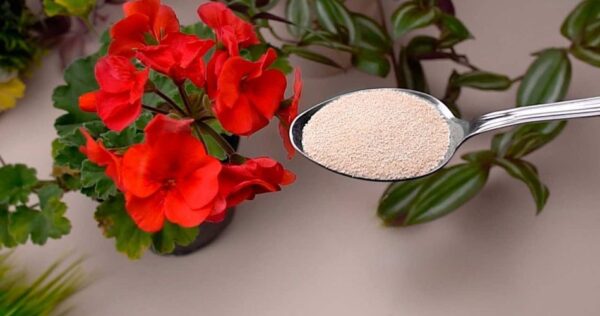 Deixe as flores desabrocharem o ano todo com estes dois ingredientes naturais