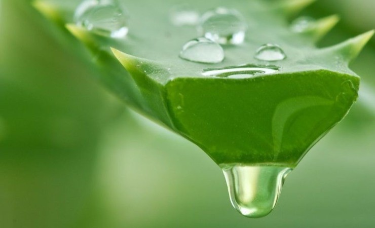 Gel de aloe vera