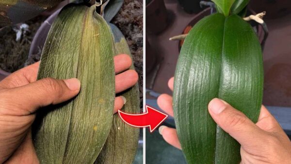 Depois de borrifar esta água você verá como a orquídea vai parar de murchar