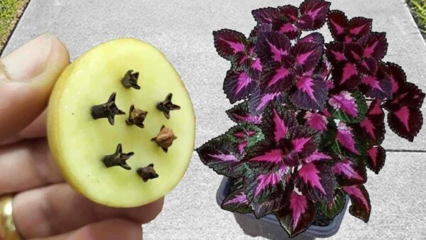 Depois de descobrir este fertilizante natural você não vai mais comprá-lo na loja