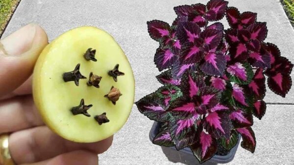 Depois de descobrir este fertilizante natural, você nunca mais o comprará na loja.