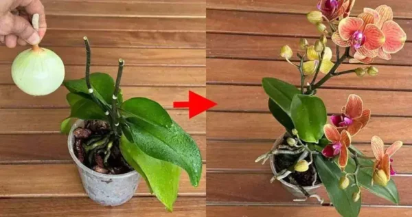 Depois de fazer isso, todas as suas orquídeas florescerão sem parar. Teste-o.