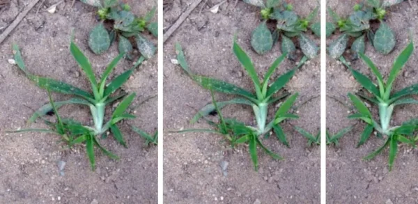 Descubra as incríveis propriedades da Eleusine indica: o segredo natural para melhorar o seu bem-estar