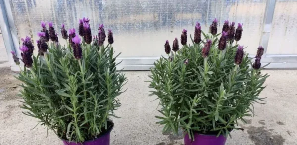 Descubra como usar essa planta para afastar moscas, mosquitos e insetos da sua casa: guia completo