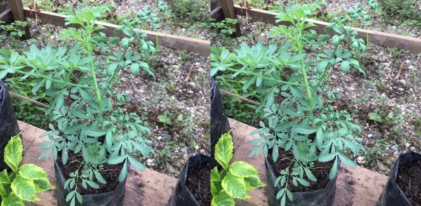 Descubra por que ter Rue em casa é um tesouro que você não conhecia