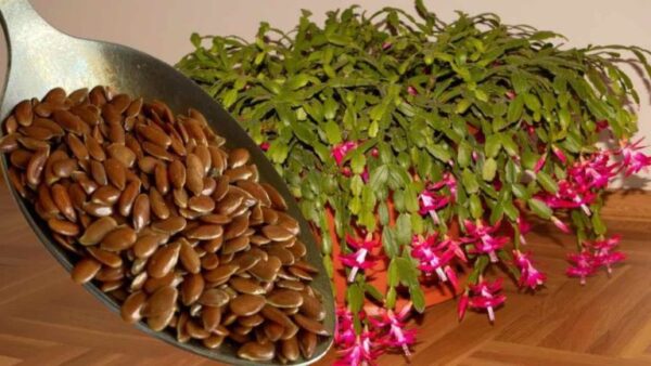 Desfrute de flores espetaculares adicionando uma colher para cada flor que você tem em casa