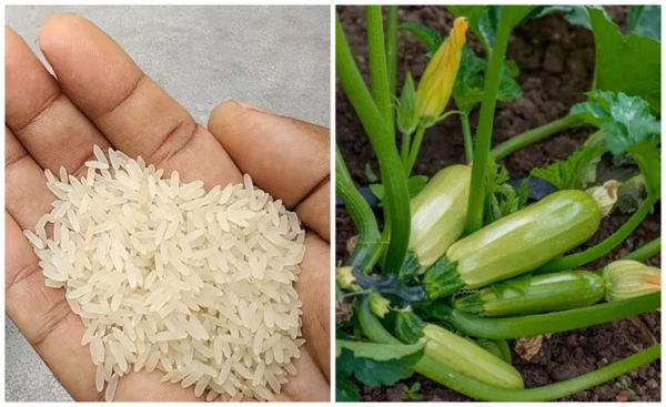 Despeje a água do arroz ou coloque arroz aos pés da abobrinha, o que fazer para uma colheita farta?