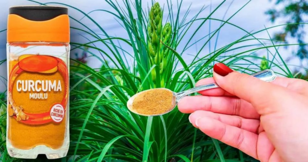 Despeje açafrão nas suas plantas e veja o que acontece. O remédio favorito para jardineiros experientes