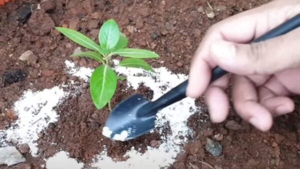 Despeje bicarbonato de sódio em plantas, o que acontece depois de alguns momentos é fenomenal
