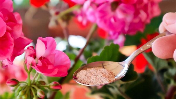 Despeje isso em seus gerânios e eles florescerão imediatamente: nunca foram tão exuberantes