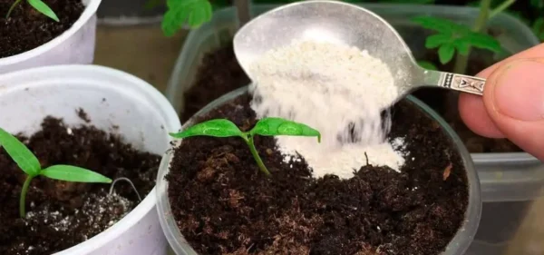 Despeje nos vasos de suas plantas e elas ficarão saudáveis, exuberantes e rechonchudas como nunca antes