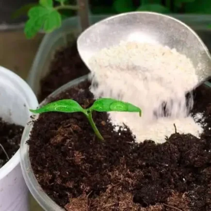 Despeje nos vasos de suas plantas e elas ficarão saudáveis, exuberantes e rechonchudas como nunca antes