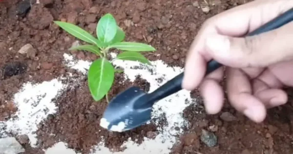 Despeje o bicarbonato de sódio nas plantas, o que acontece depois de alguns momentos é fenomenal