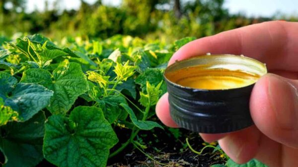 Despeje sob os pepinos e você nunca vai parar de colhê-los – eles crescem sem parar