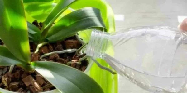 Despeje uma garrafa em suas orquídeas e deixe-as crescer abundantemente
