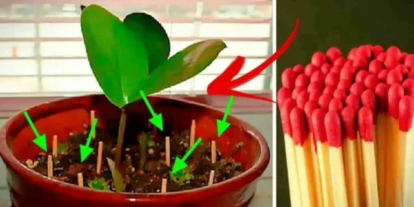 Dica de palito de fósforo: Incrível, por que você deveria plantar palitos de fósforo em seus vasos?