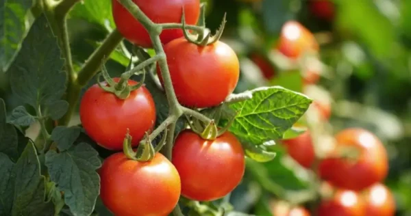 Dica: por que colocar sal sob os pés dos tomateiros?