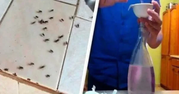 Dica: sua cozinha ficará com um cheiro agradável e todas as moscas desaparecerão