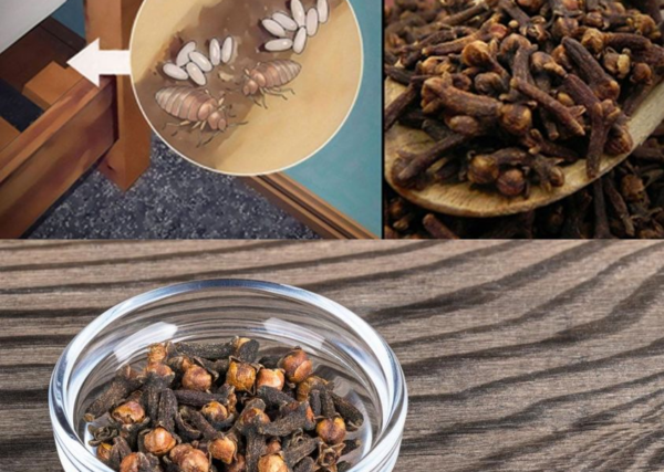 Dicas para eliminar percevejos permanentemente