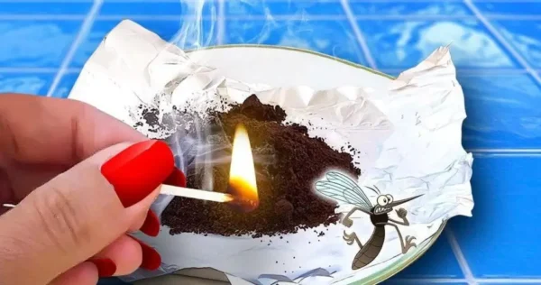 Diga adeus às baratas e moscas dentro de casa graças a um truque inteligente