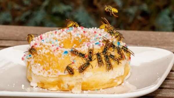 Diga adeus às vespas: descubra 10 dicas naturais para mantê-las afastadas de forma eficaz