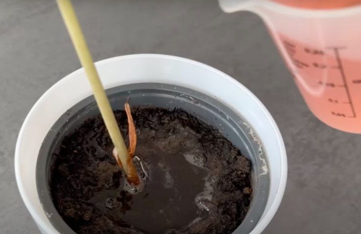 fósforos fortalecem plantas