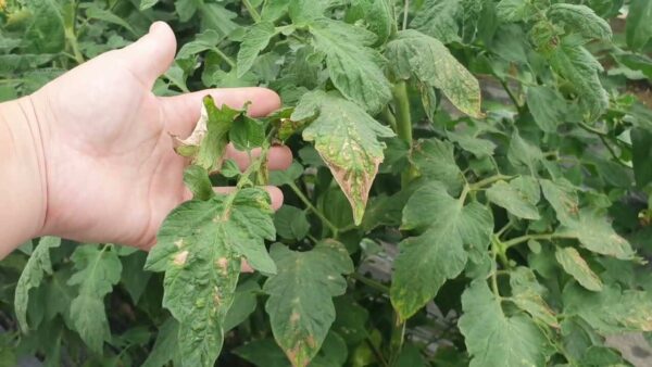 Doença fúngica do tomate, como reconhecê-la e preveni-la em um piscar de olhos