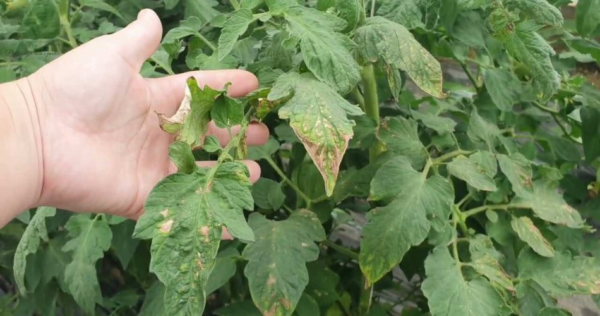 Doença fúngica do tomate, como reconhecê-la e preveni-la rapidamente