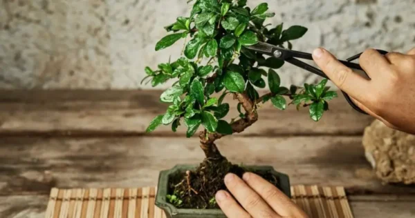 Domine a arte de cuidar do bonsai: dicas e truques para o crescimento ideal da sua árvore em miniatura