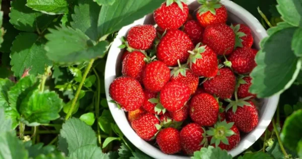 Duplique sua colheita de morango: dicas comprovadas para uma produção bem-sucedida