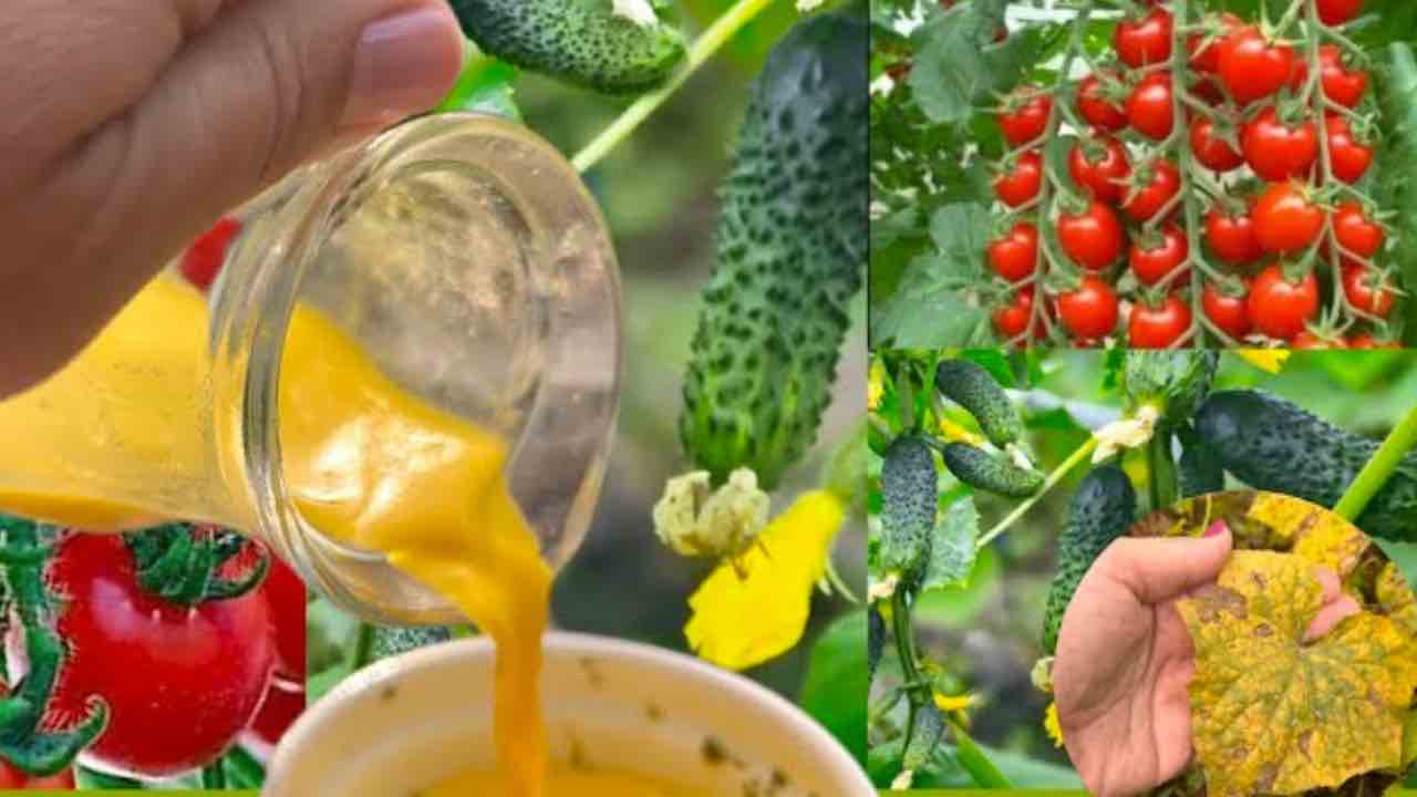 ingrediente orgânico