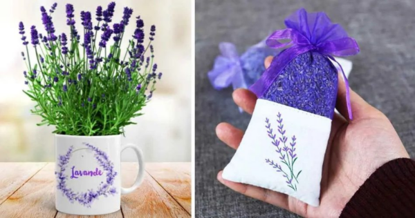 Ecco come far germogliare la lavanda in una tazza per profumare tutta la casa