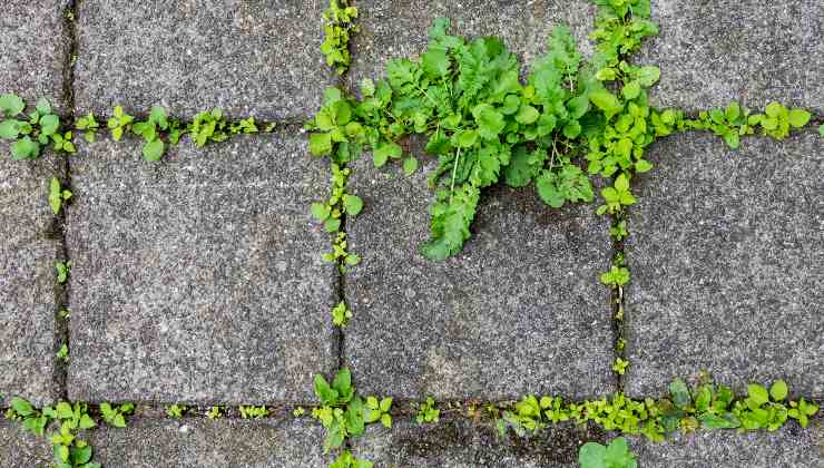 Veja como se livrar das ervas daninhas