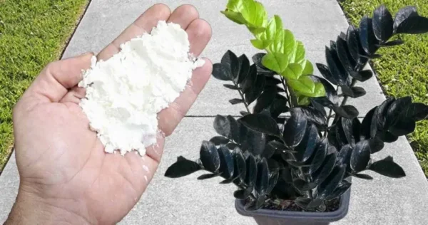 Ele repele pragas melhor do que gás lacrimogêneo – pulgões e formigas vão embora