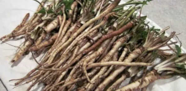 Eles mantiveram tudo em segredo, mas alguém tomou coragem e publicou. Entre antes de removê-lo, é maravilhoso!