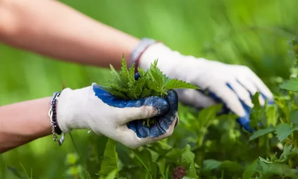 Elevando a agricultura sustentável: os múltiplos benefícios do pesticida fertilizante para urtigas