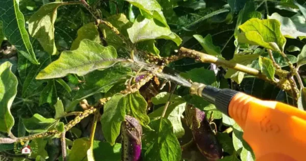 Elimina moscas brancas, pulgões, cochonilhas: esses 3 ingredientes bastam na cozinha