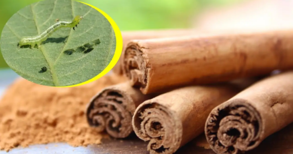 Elimine as pragas das suas plantas com este poderoso remédio natural com canela