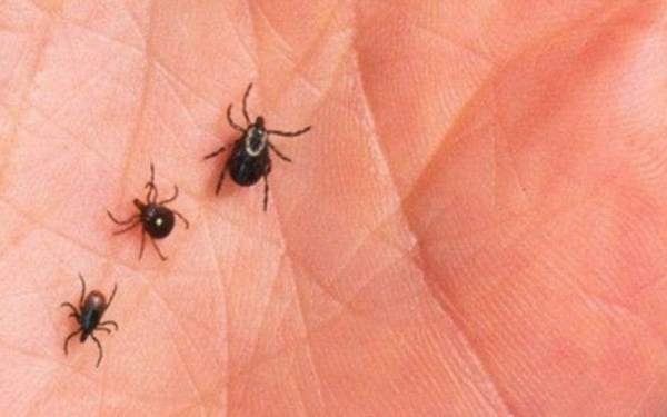 Elimine os carrapatos da sua casa com esta dica simples e eficaz