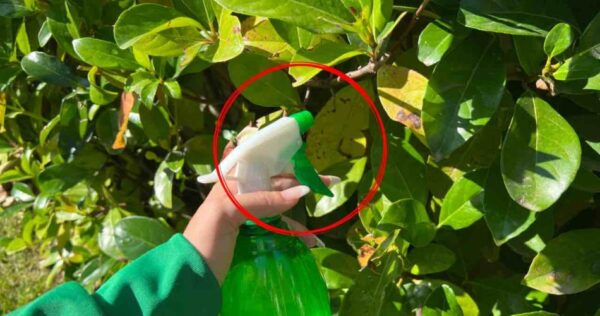 Elimine pragas de plantas em segundos, basta pulverizar