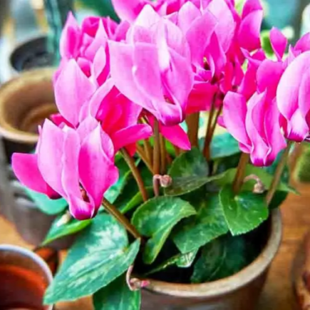 Em casa ou na varanda? Aqui é o lugar perfeito para plantar e cuidar de um lindo ciclâmen