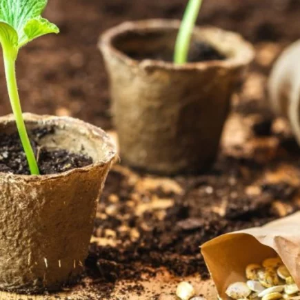 Embeber as sementes antes de semear: por que é essencial para uma semeadura bem-sucedida