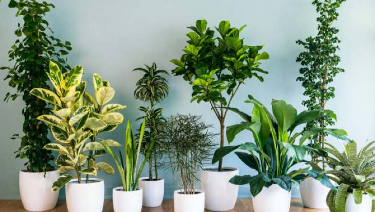 plantas saudáveis