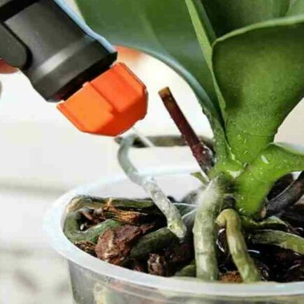 Engrais orquídeas levure: Voici une recette d’engrais naturel maison para orquídeas que funcionam bem